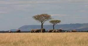 Greater Masai Mara national park